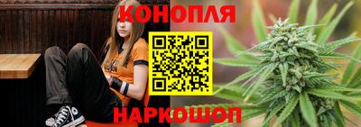 сатива Кингисепп